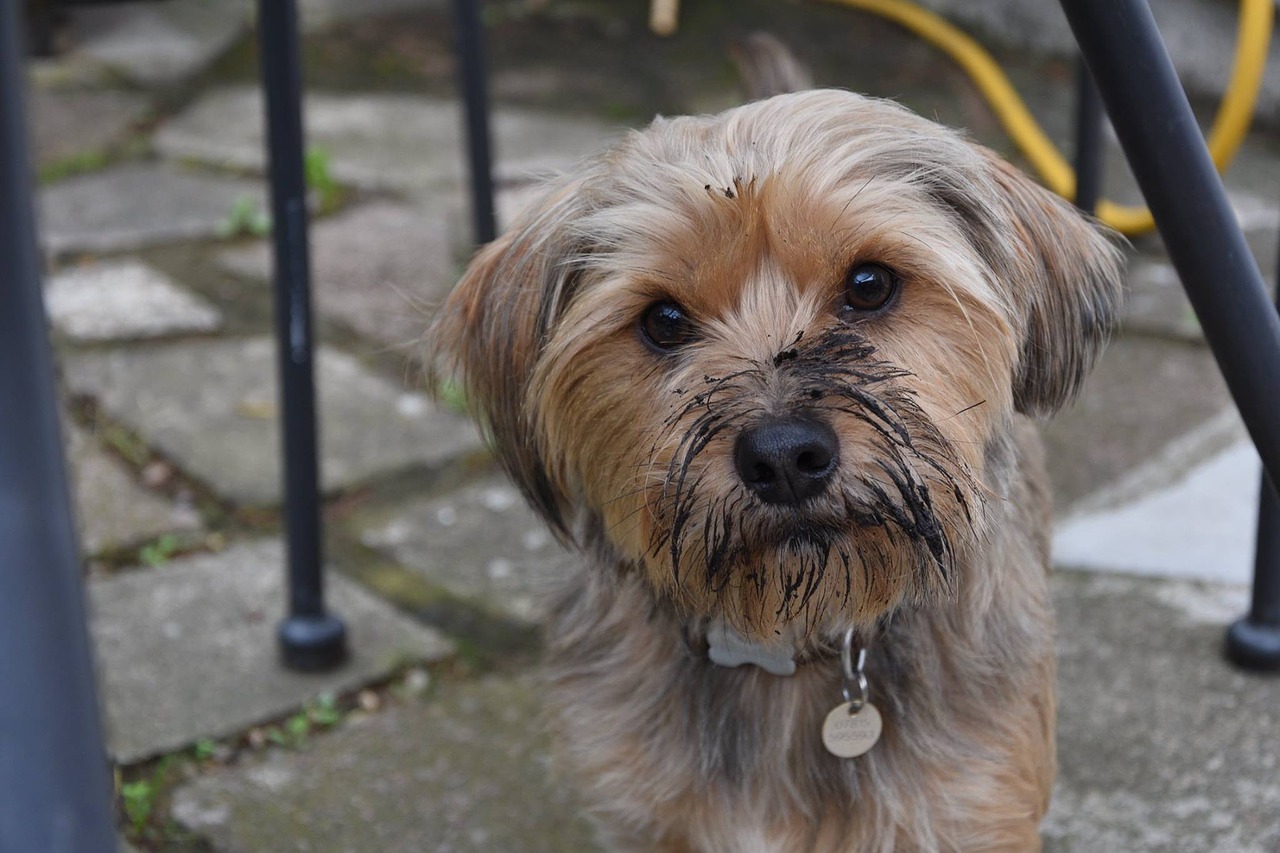 muddy dog pet dirty free photo