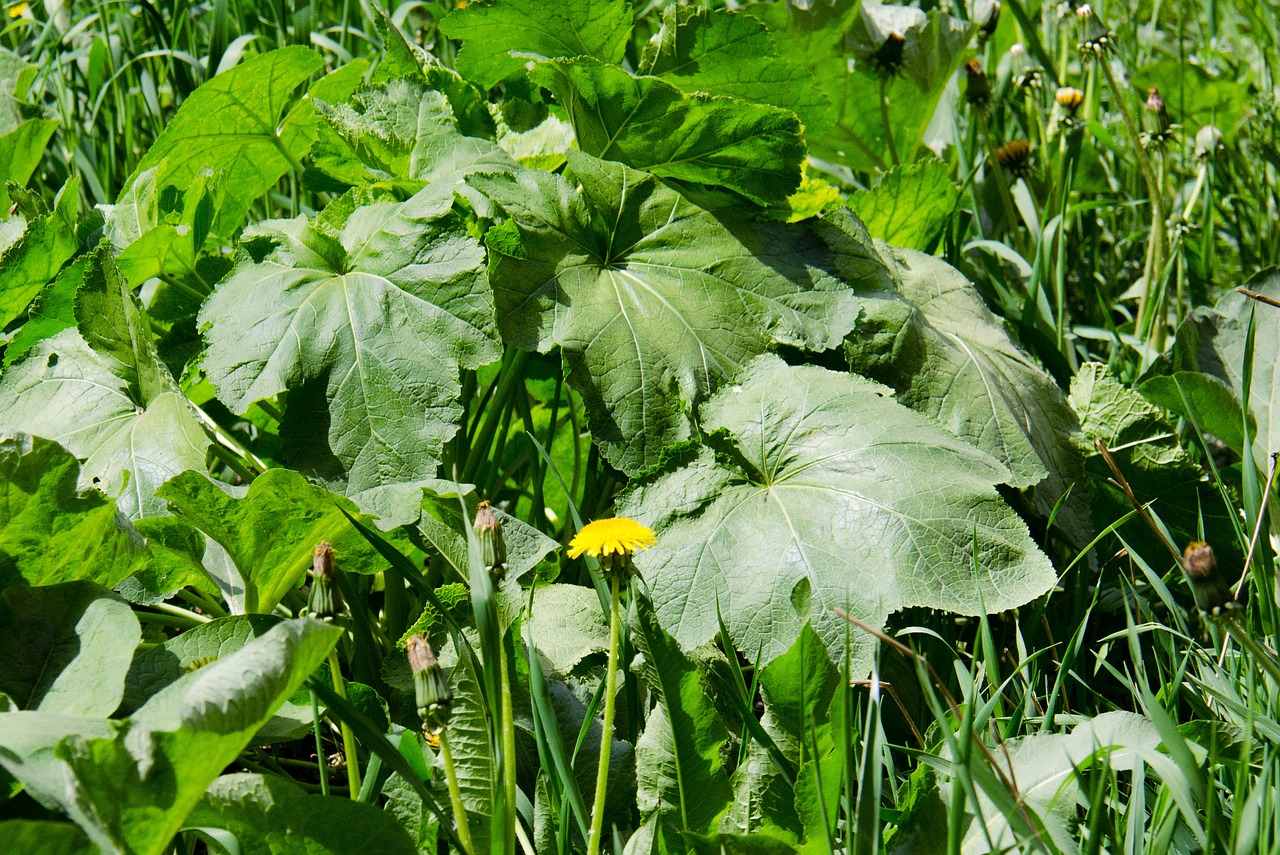 mugs plant wild plant free photo