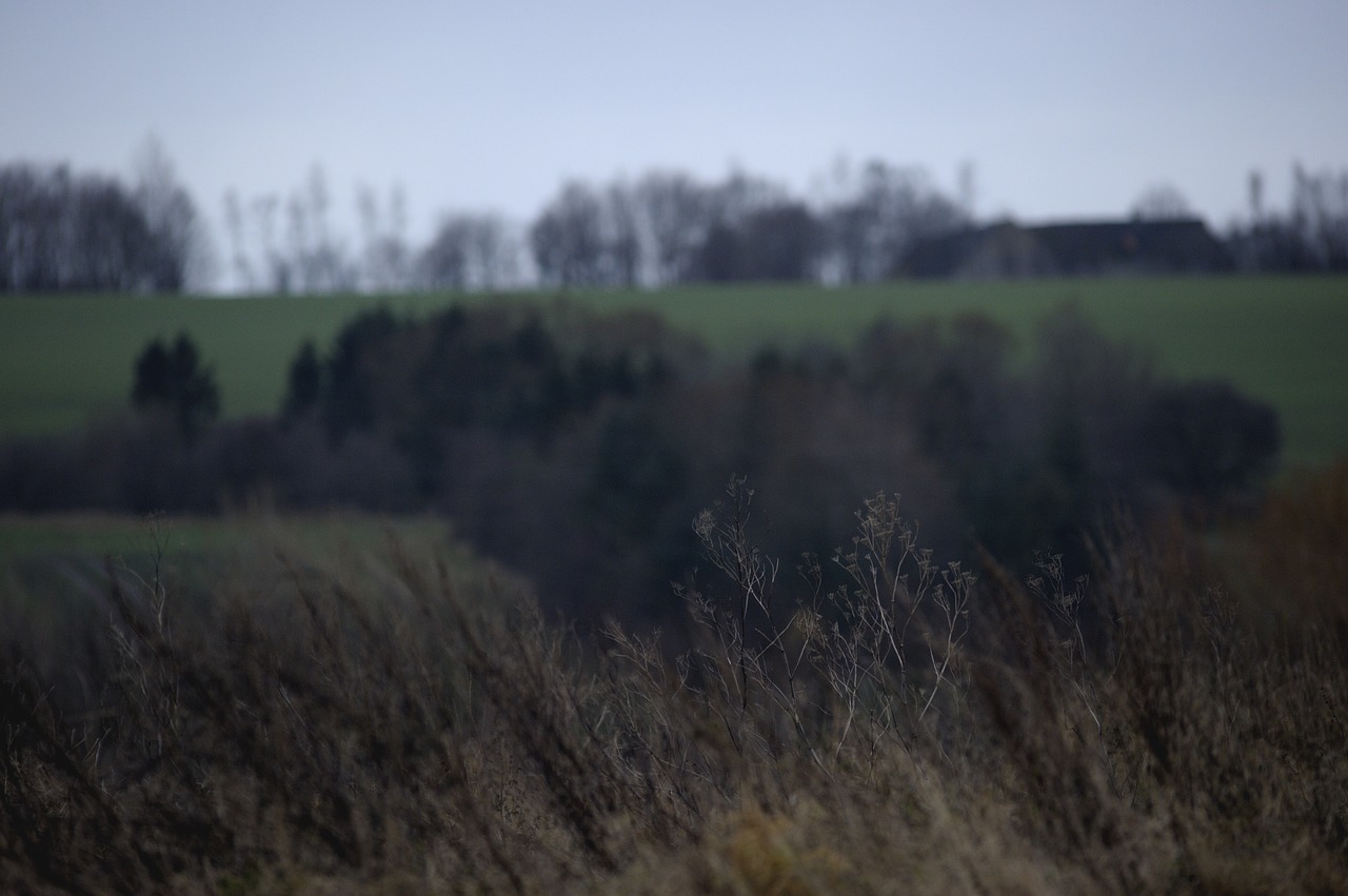 mugwort landscape denmark free photo