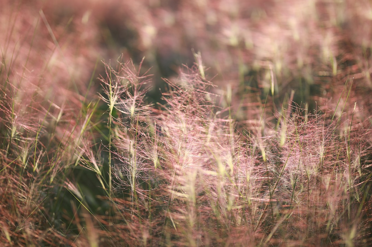 muhlenbergia capillaris  pool  plants free photo