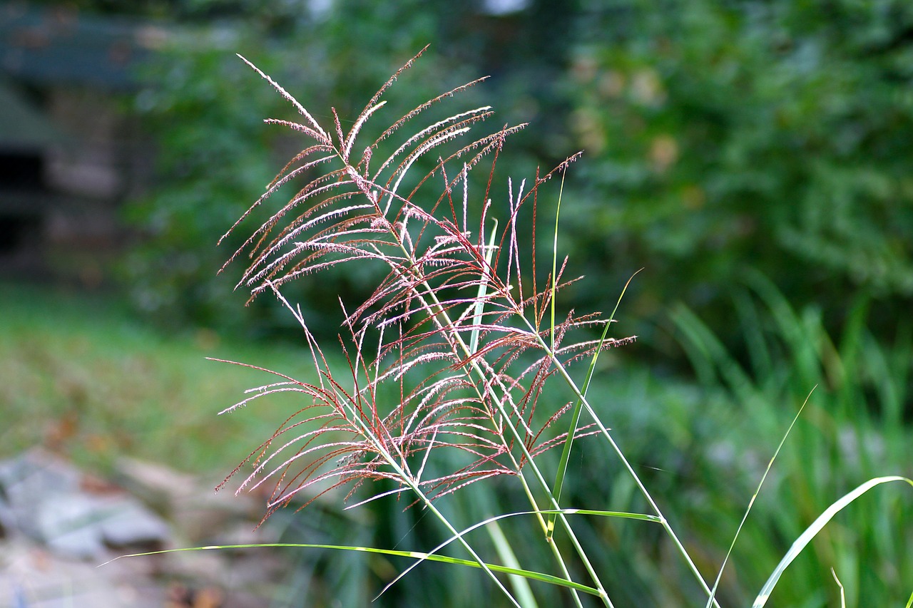 muhly grass  muhlenbergia  pink free photo