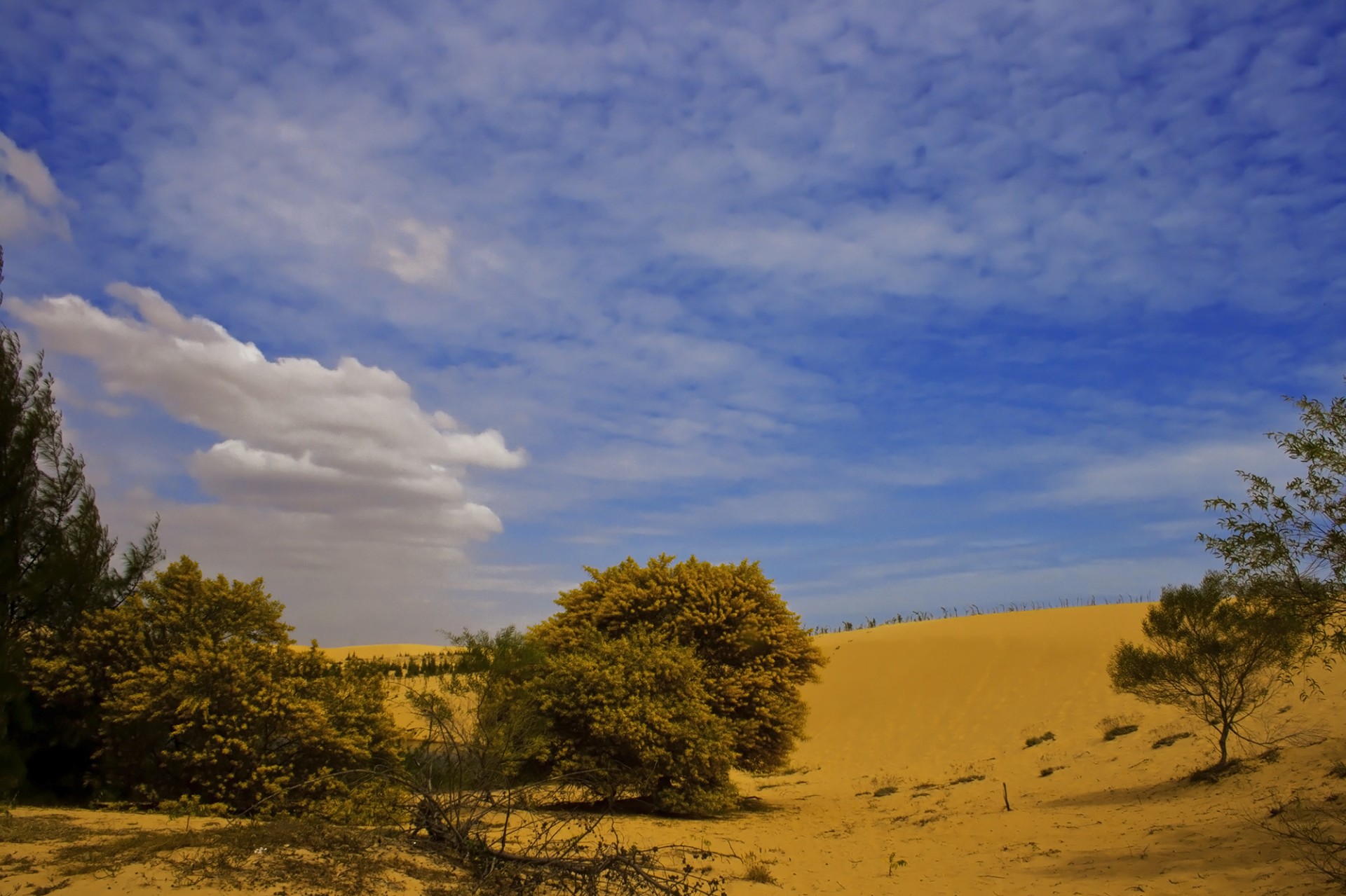 sand dune mui ne free photo