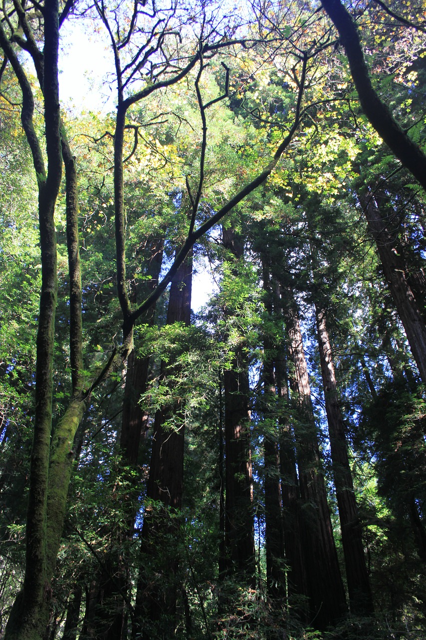 muir wood trees free photo