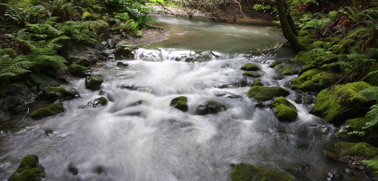 muir woods stream water free photo