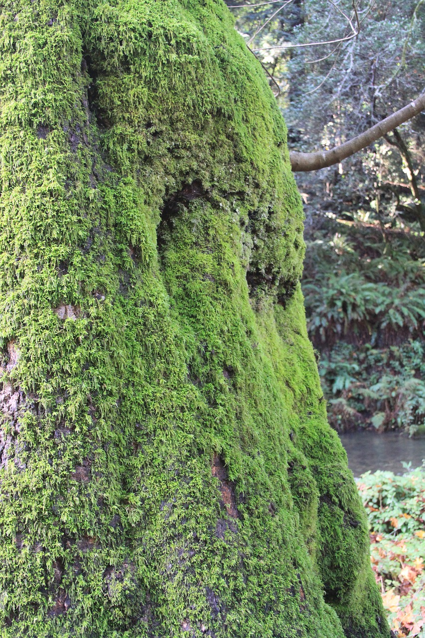 muir woods muir wood free photo