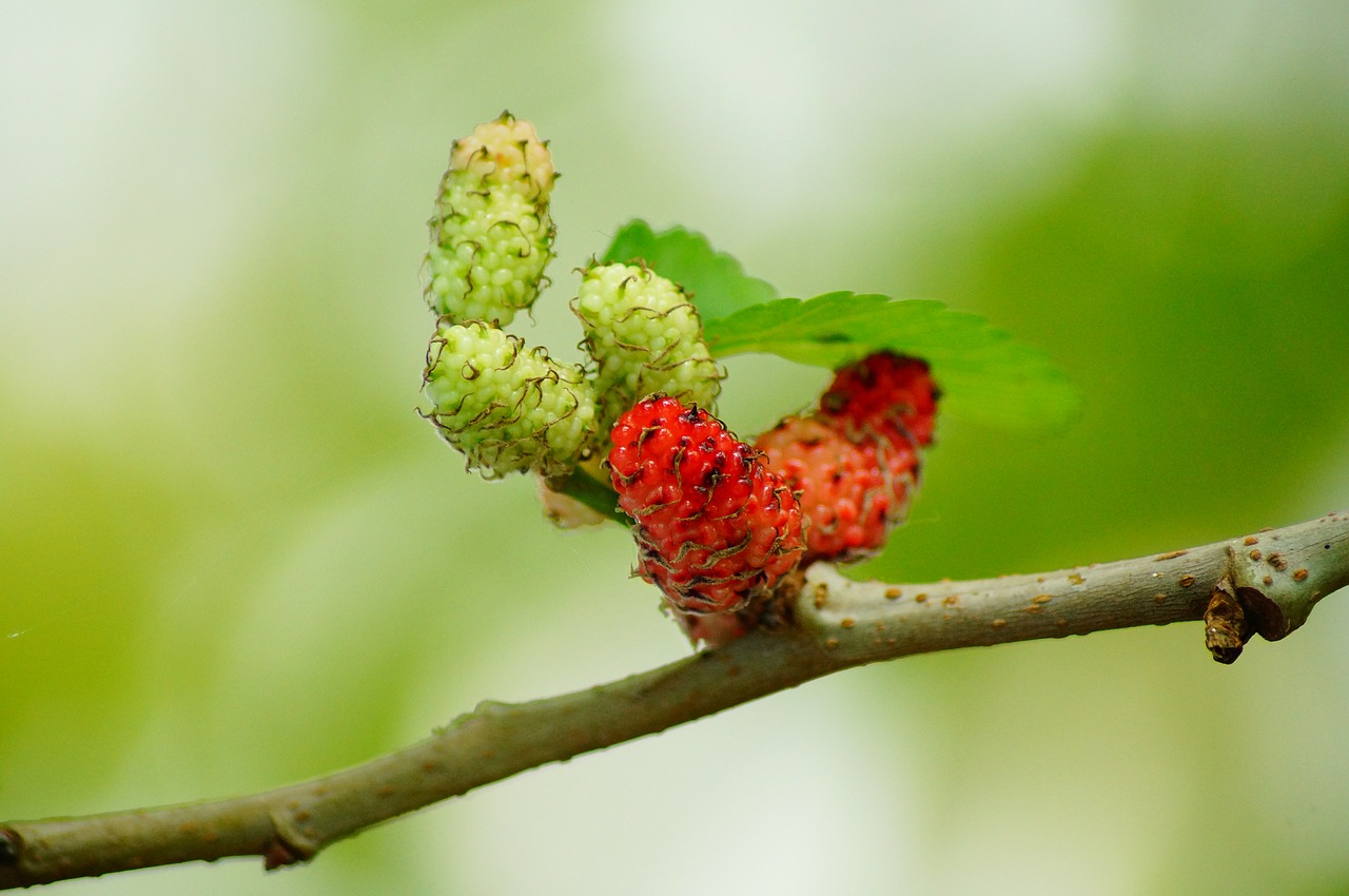 mulberries red fruit free photo