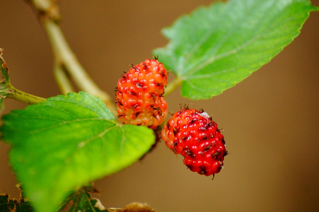 mulberries red fruit free photo