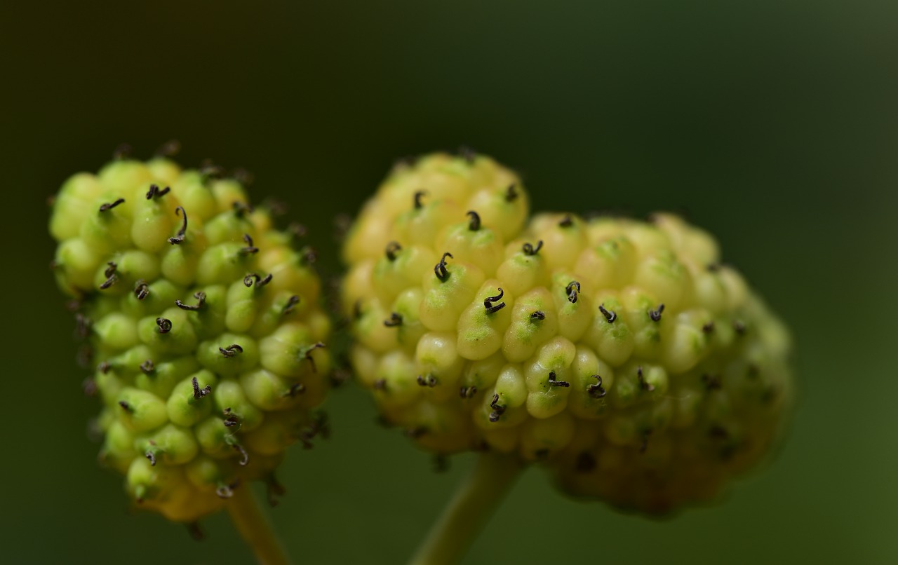 mulberries  white  white mulberries free photo