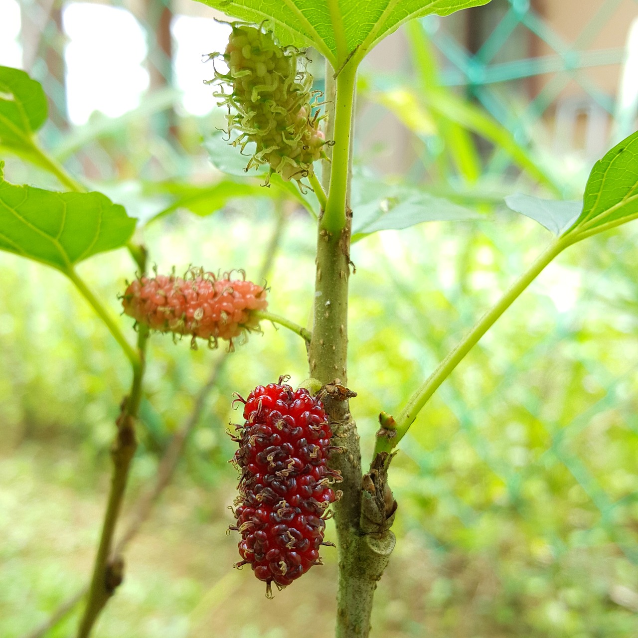 mulberry food healthy free photo
