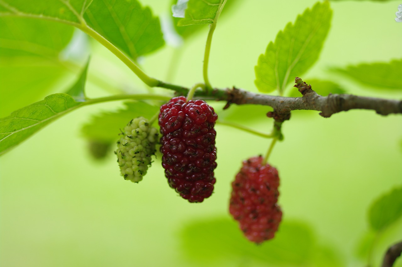 mulberry tree nature free photo