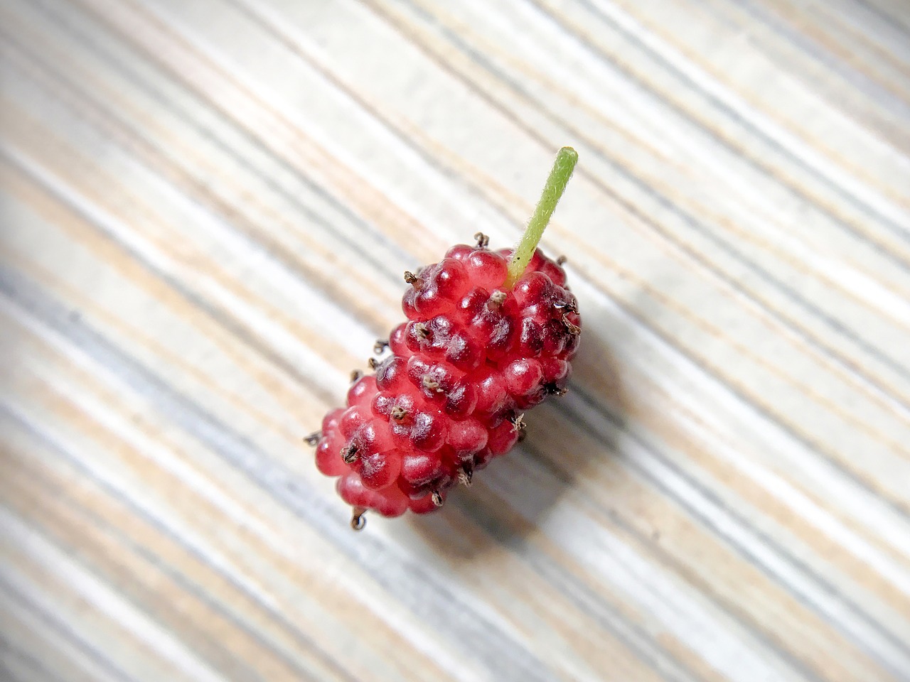 mulberry wild berries berries free photo