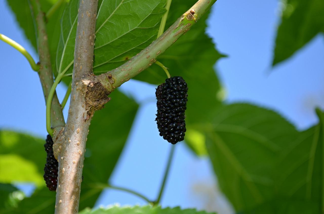 mulberry mulberries fruit free photo