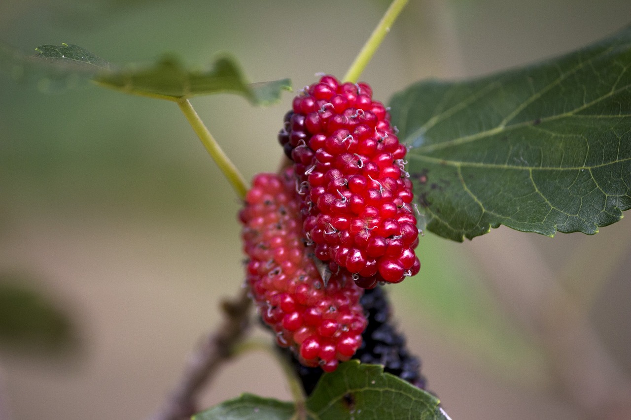 mulberry amora red nature free photo