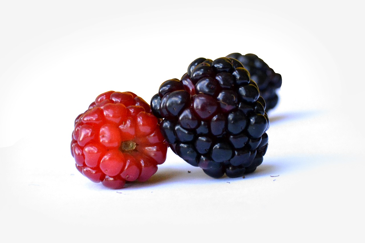 mulberry fruit wild fruits free photo