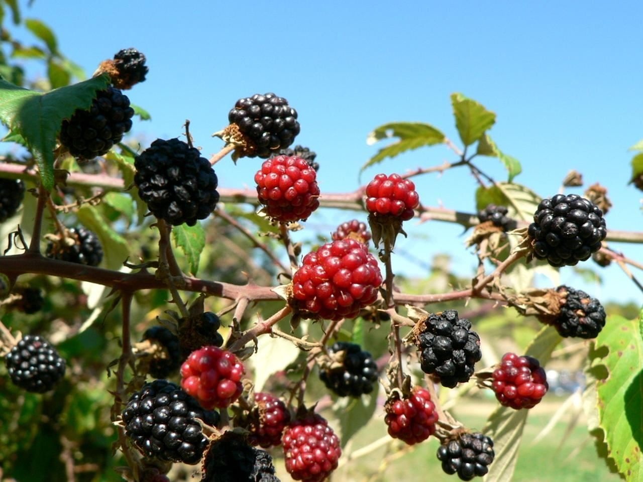 mulberry berry fruit free photo