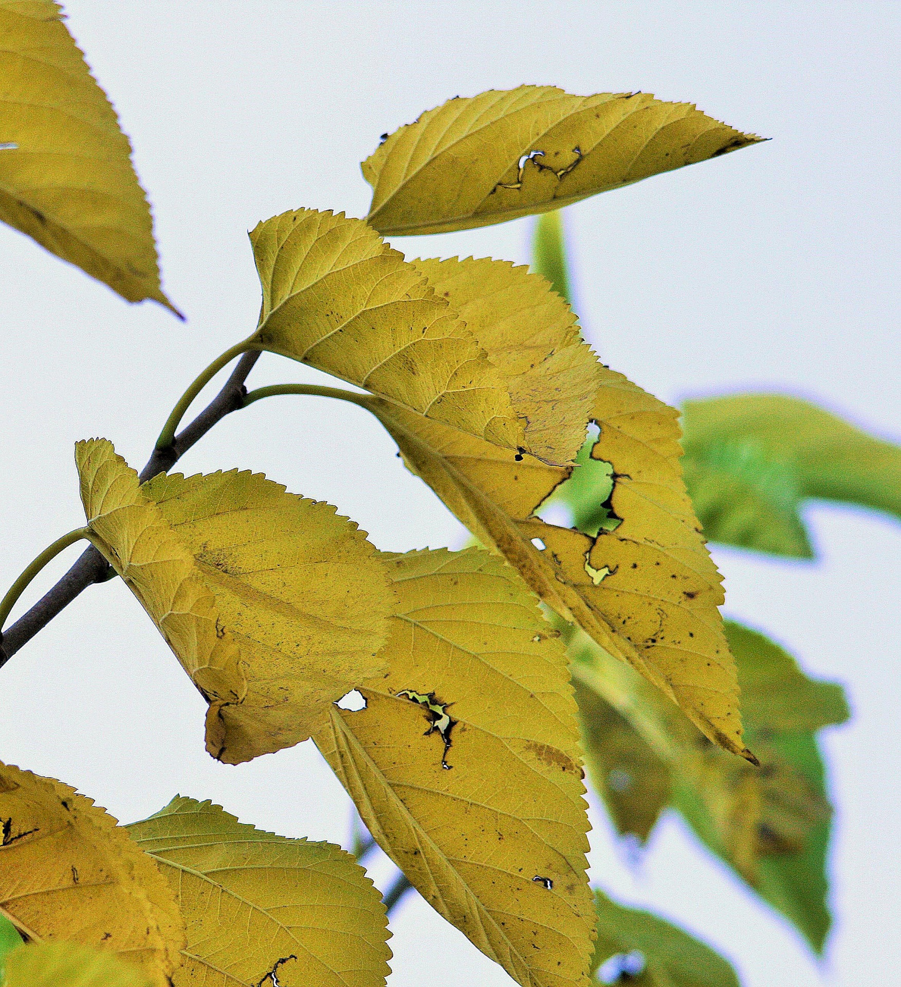 leaves yellowing autumn free photo