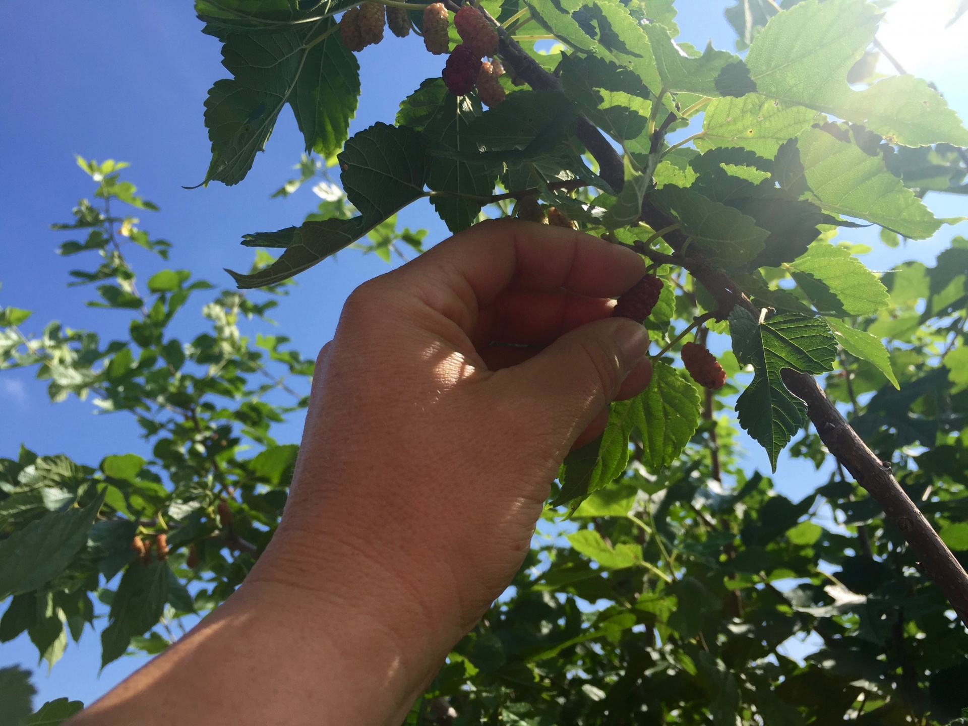 mulberry plant mulberry picking free photo
