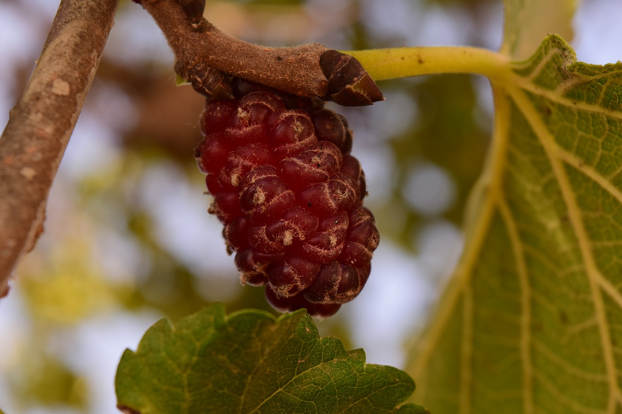 mulberry tree mulberry food free photo