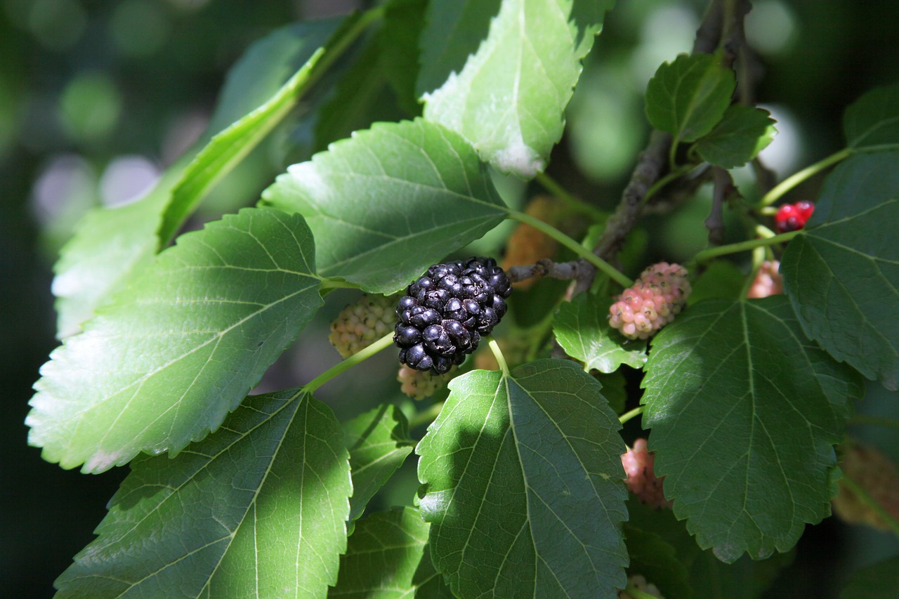 mulberry tree the berries of the mulberry tree berry free photo