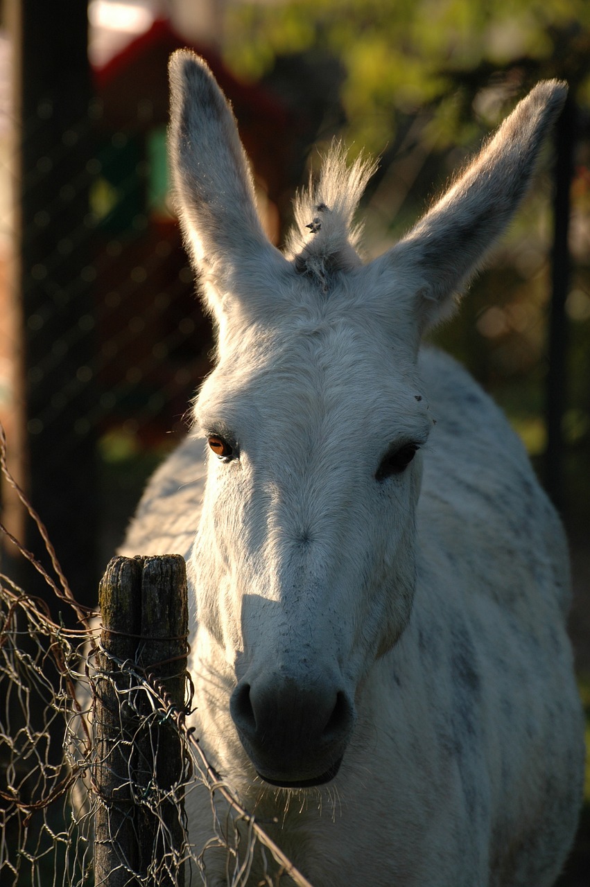 mule animal rural free photo