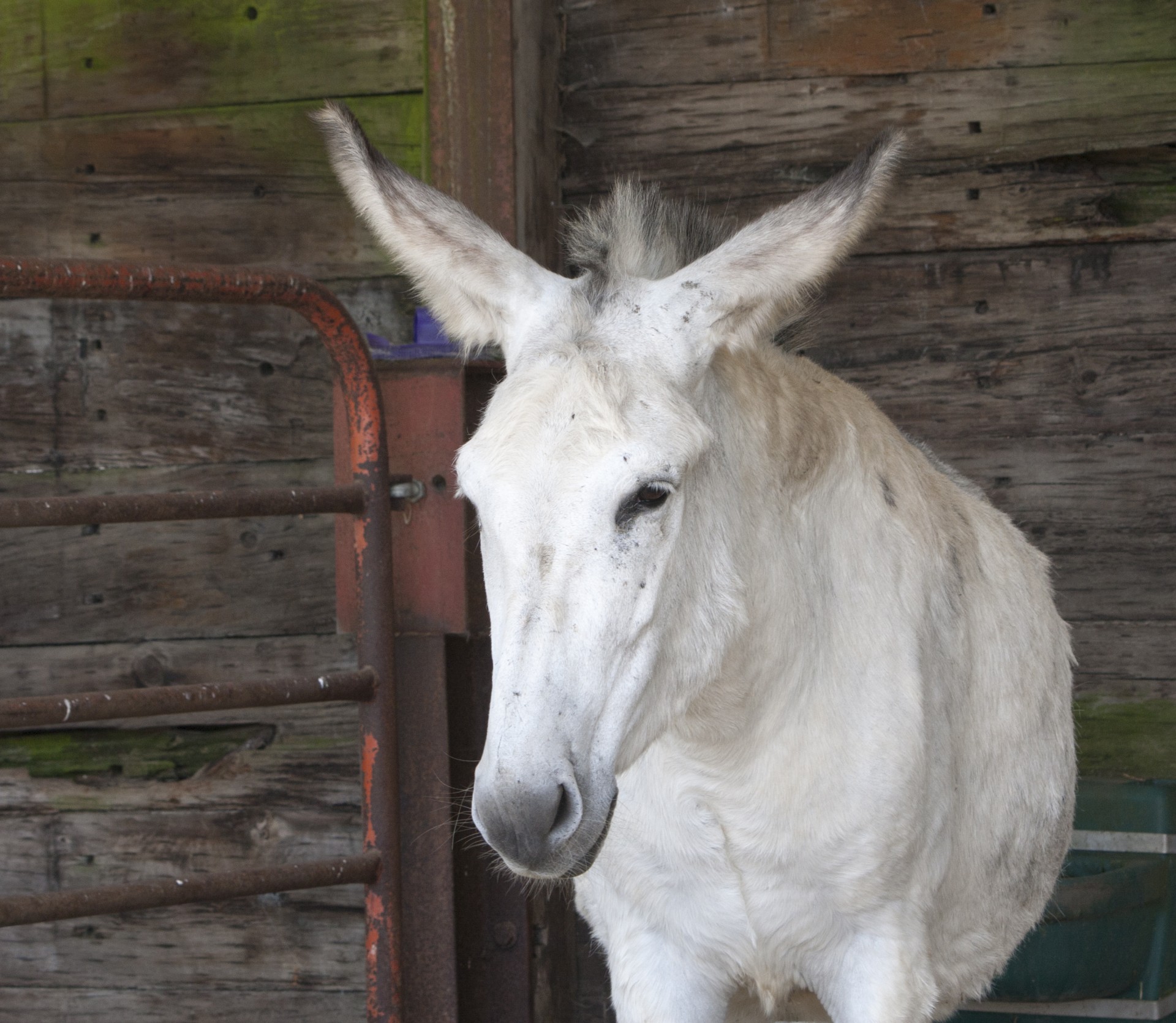 mule donkey animal free photo