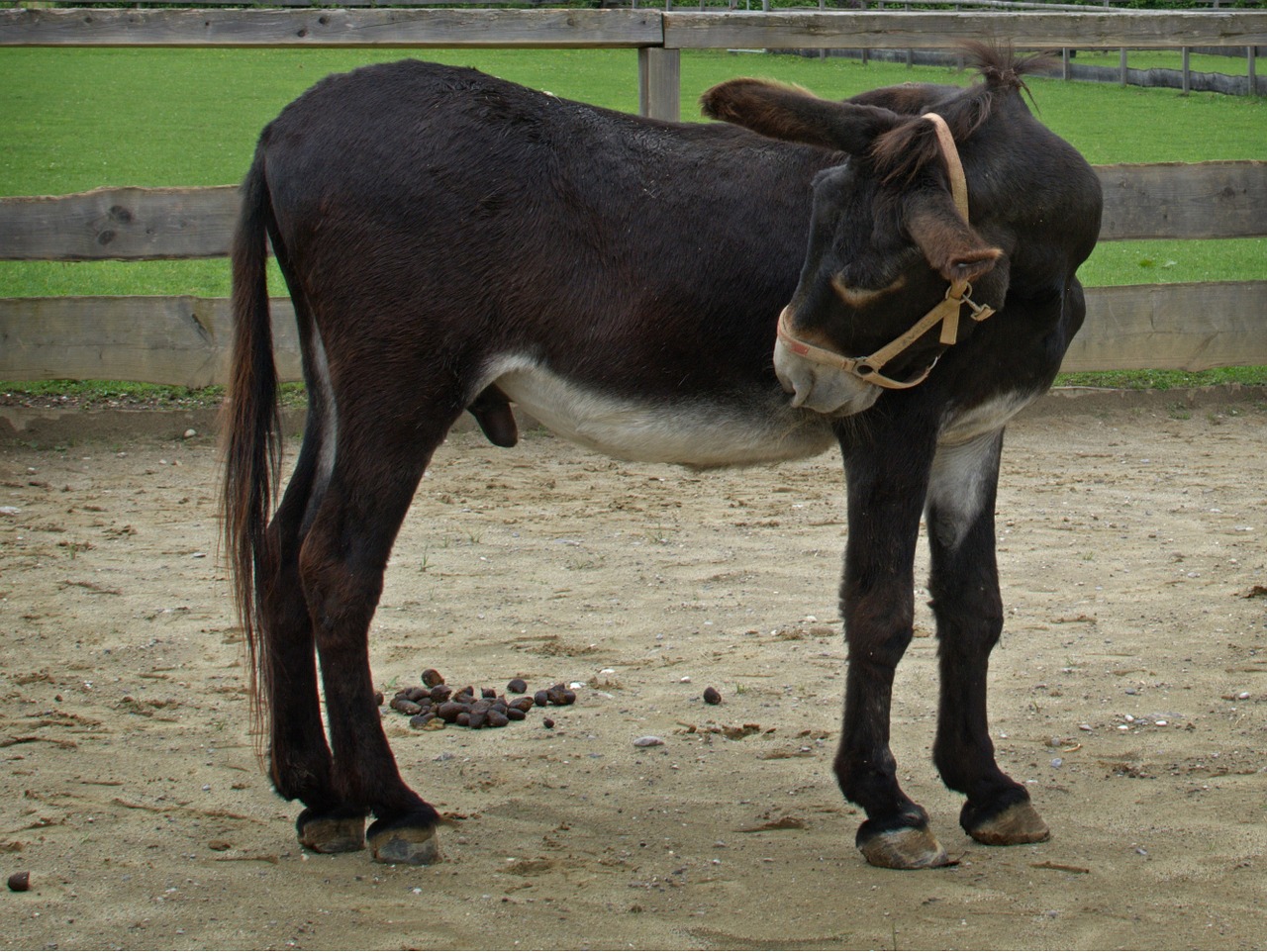 mule hinnus foal free photo