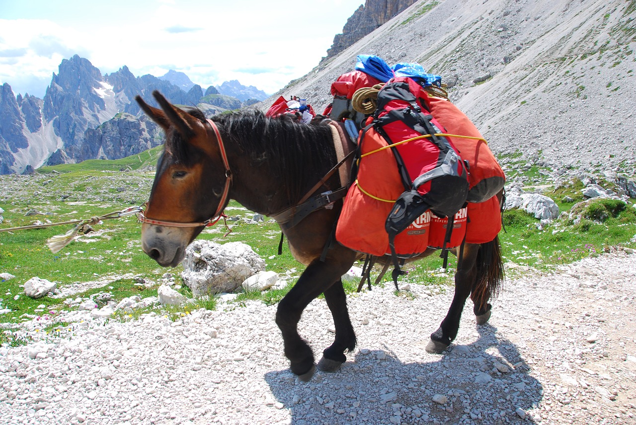 mule mountain trail free photo