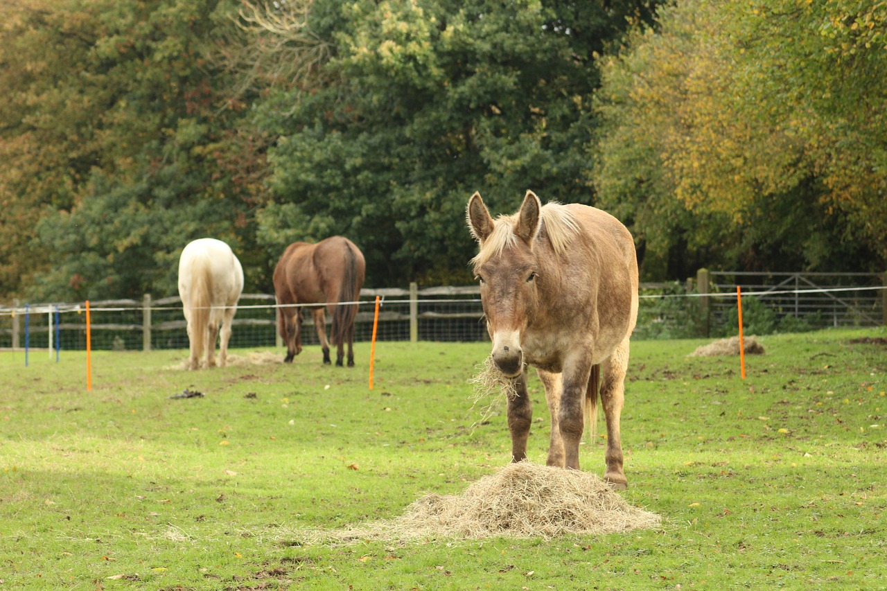 mule horse pony free photo