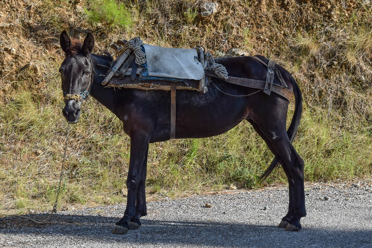 mule animal domestic free photo