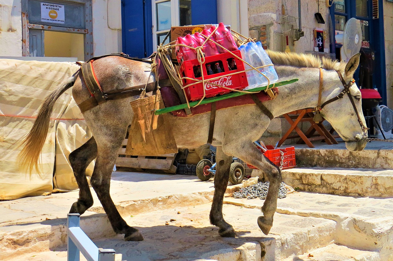 mule load back in free photo