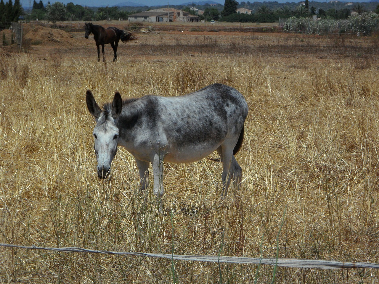 mule horse muli free photo