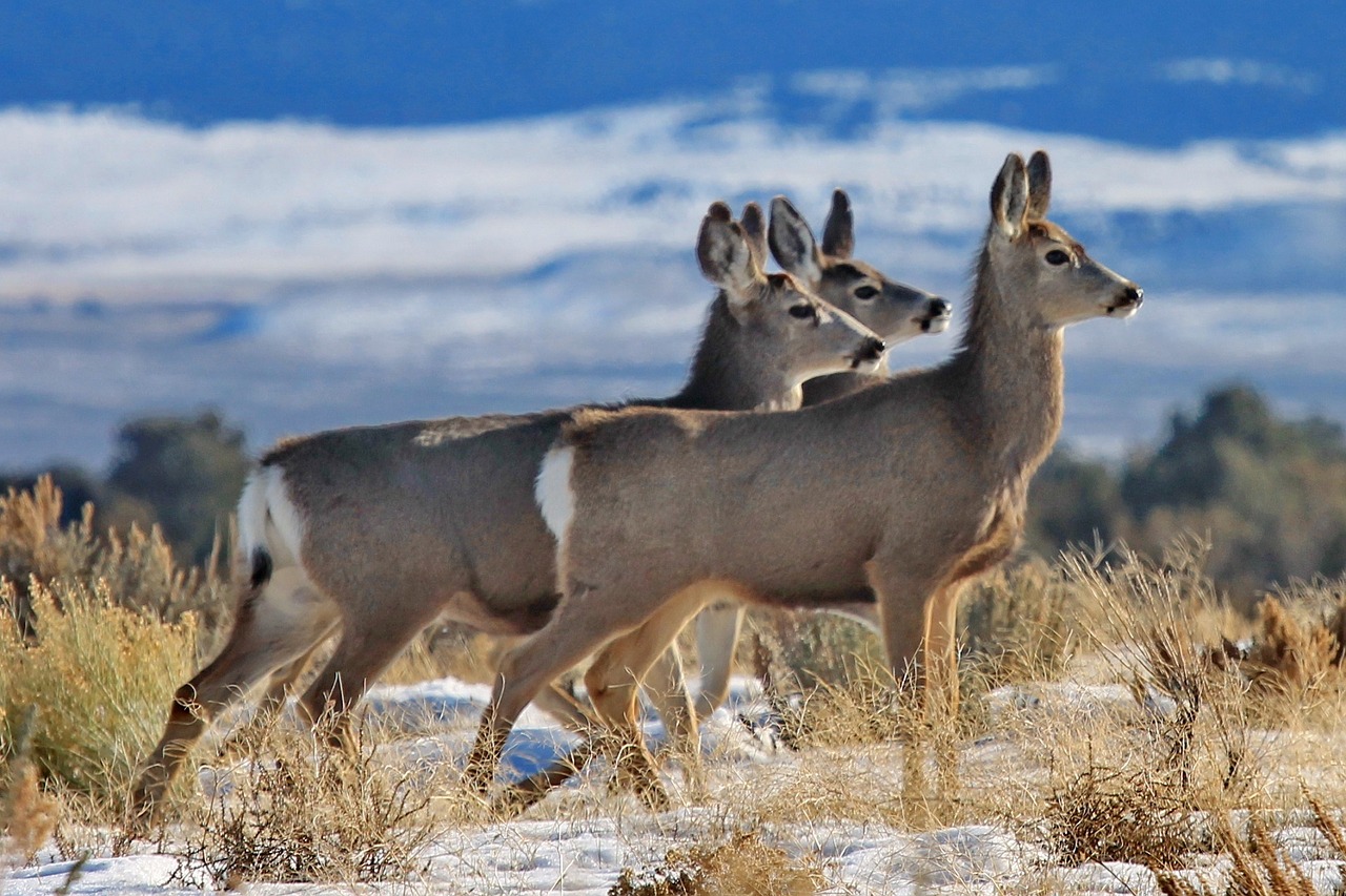 mule deer doe herd free photo