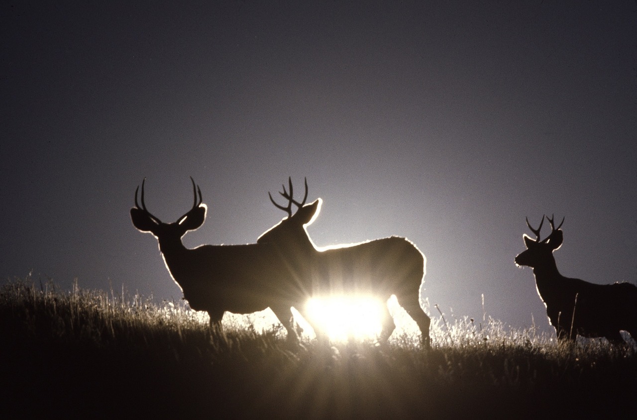 mule deer bucks herd free photo