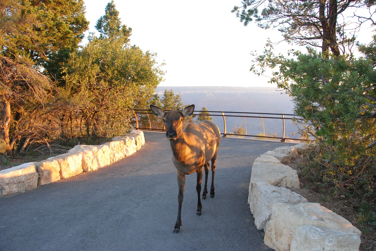 mule deer national park nature free photo