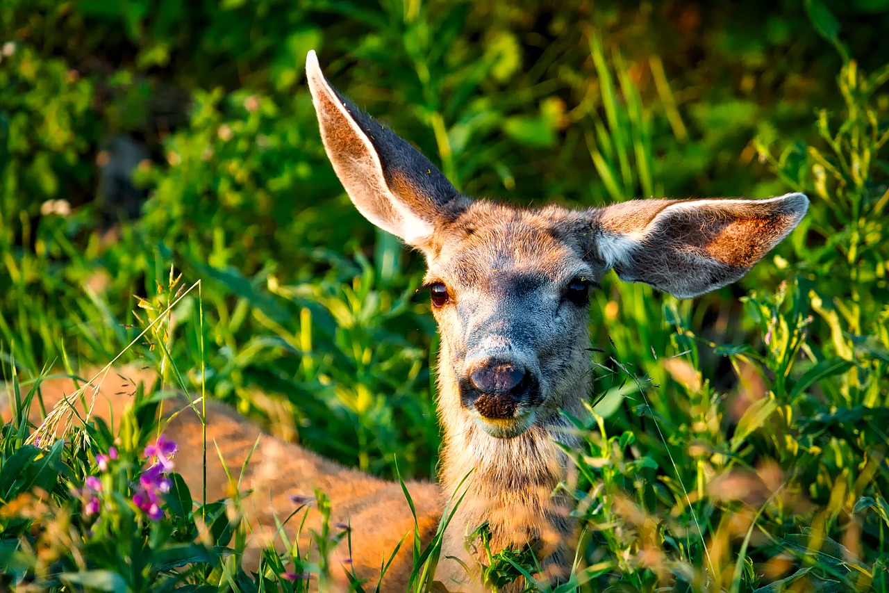 mule deer animal wildlife free photo