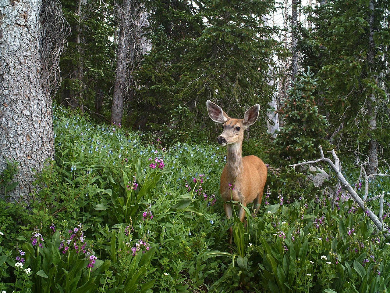 mule deer doe female free photo