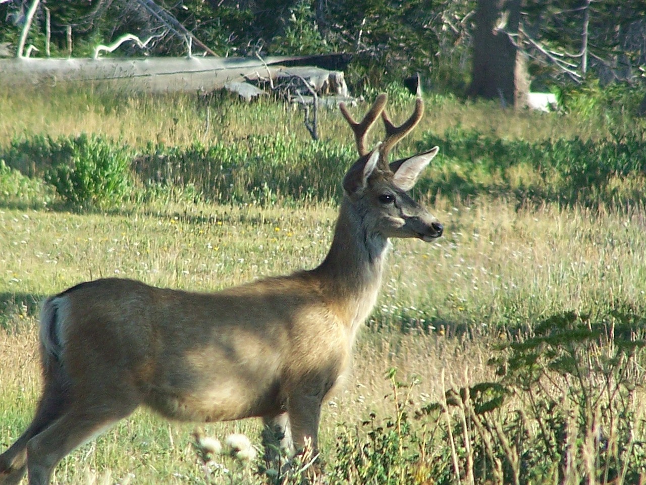mule deer buck wildlife free photo