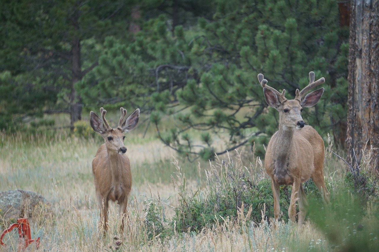 mule deer  male  animal free photo