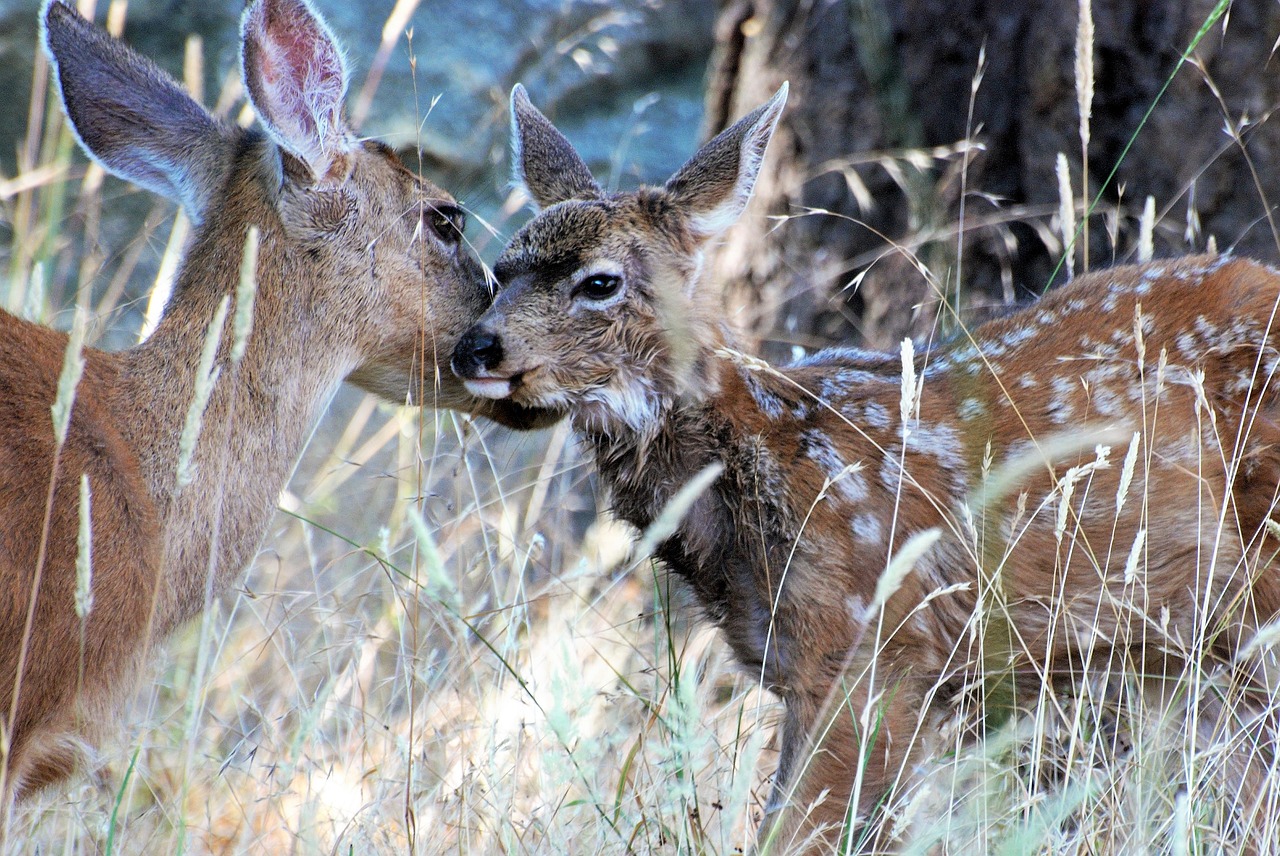 mule deer  kitz  stains free photo