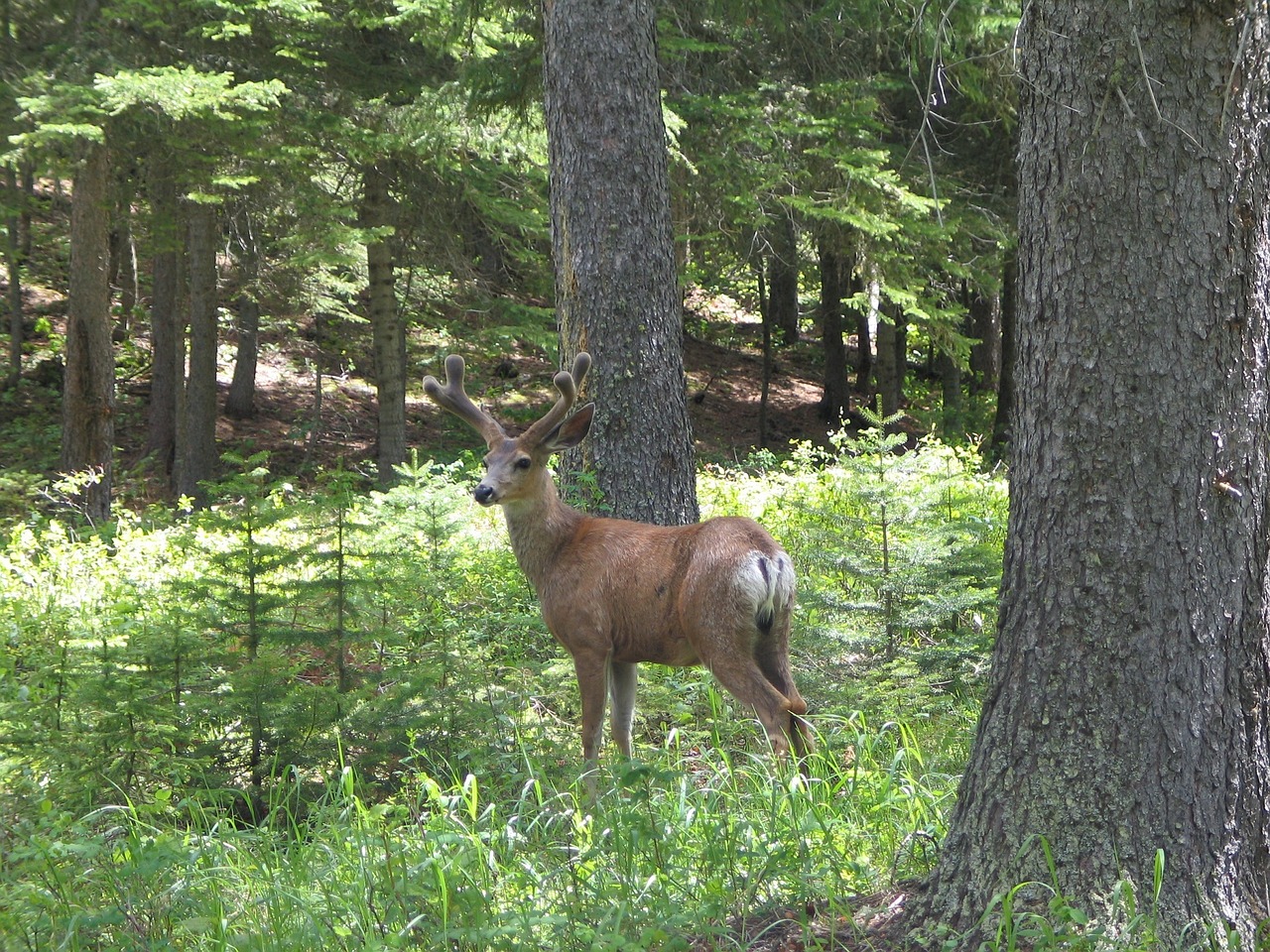 mule deer portrait wildlife free photo