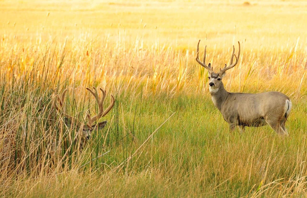 mule deer bucks antlers free photo