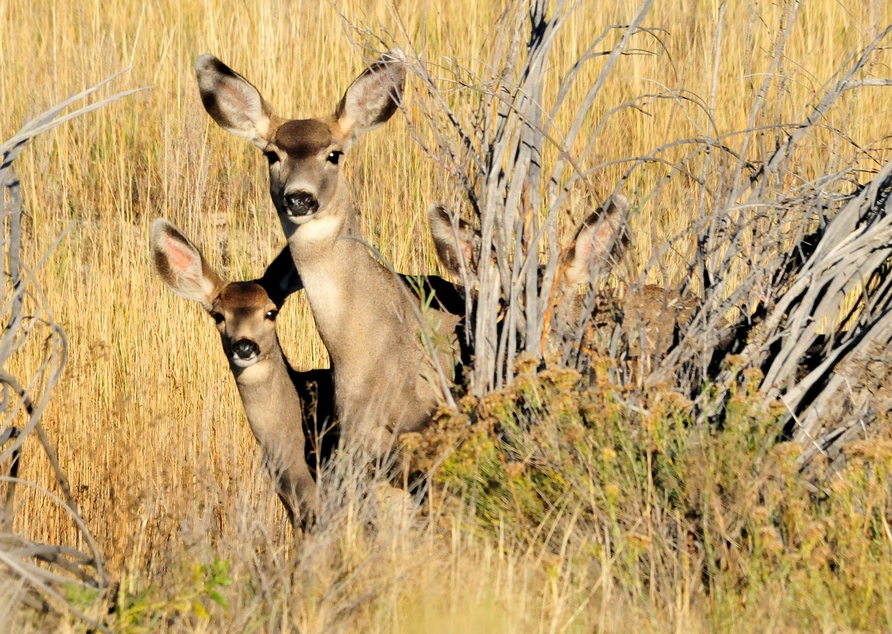 mule deer doe fawn free photo