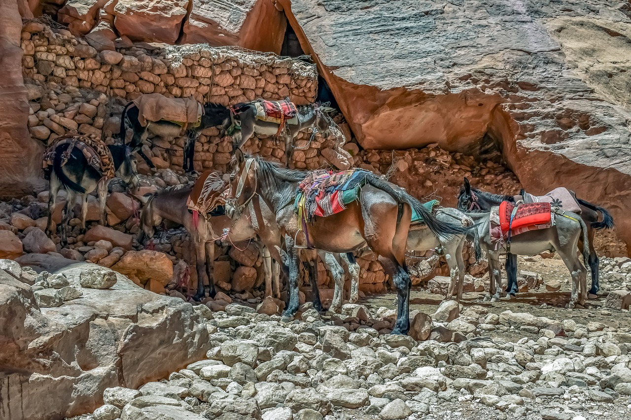 mules  donkeys  transportation free photo