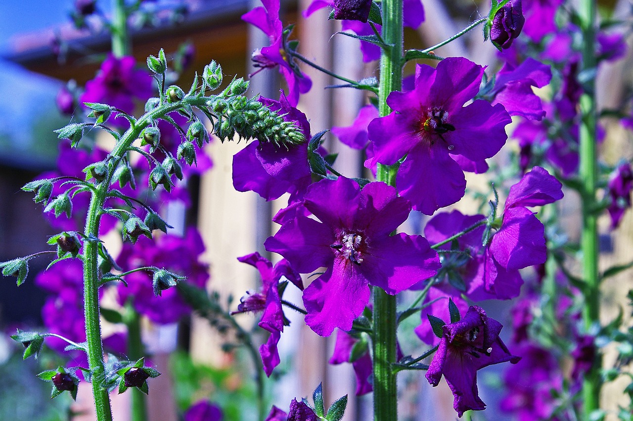 mullein purple flower garden free photo