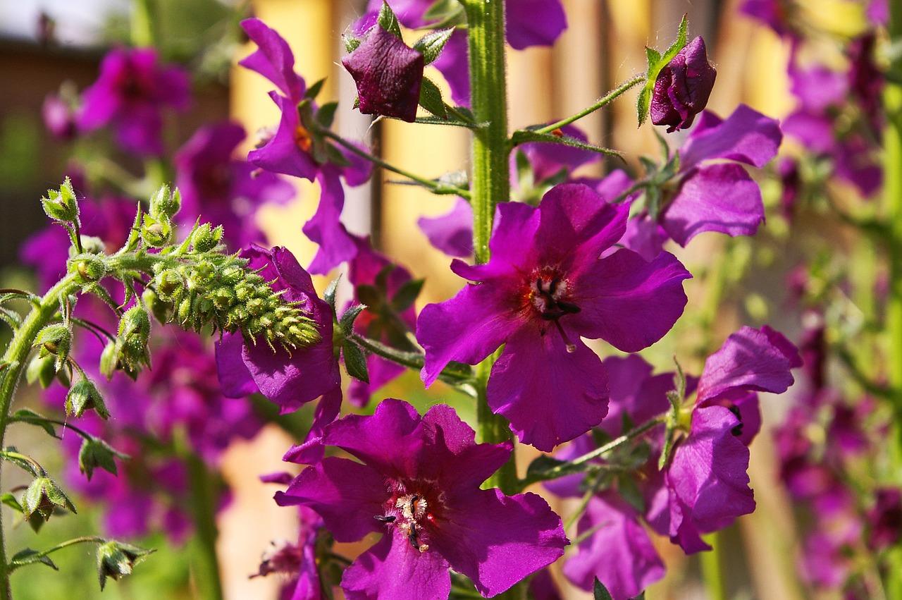 mullein purple flower garden free photo