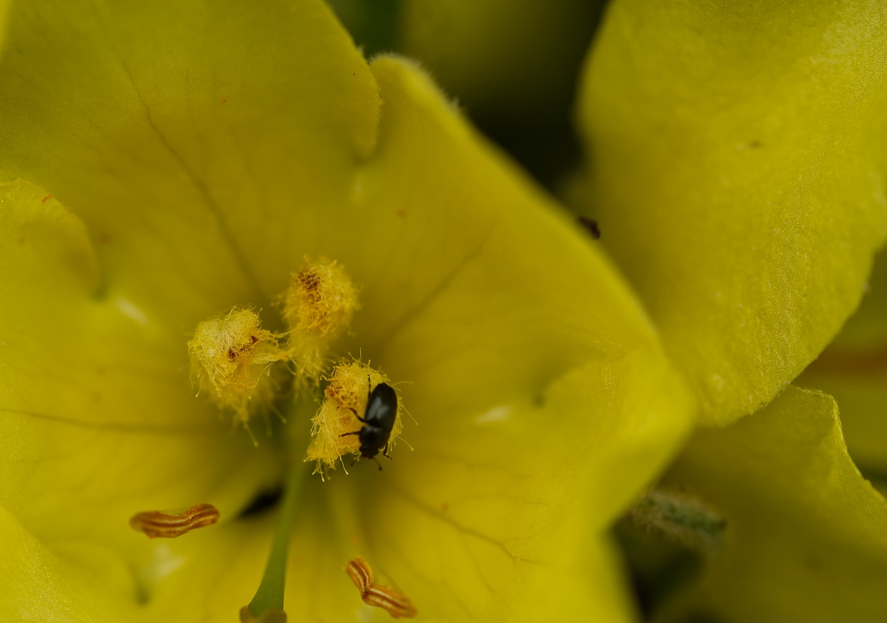 mullein  yellow  flower free photo