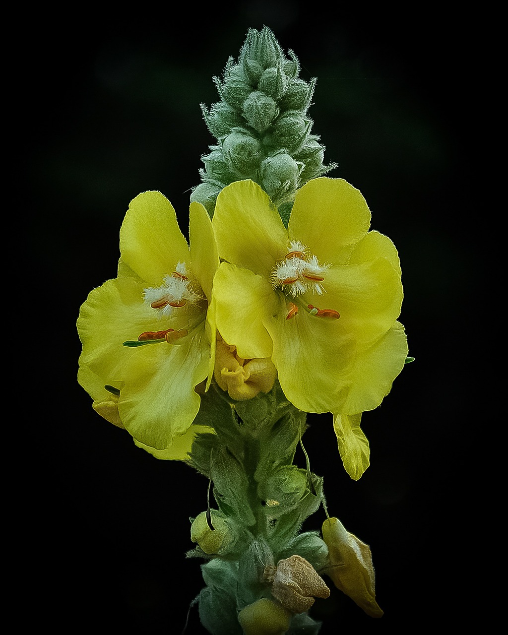 mullein flower yellow free photo