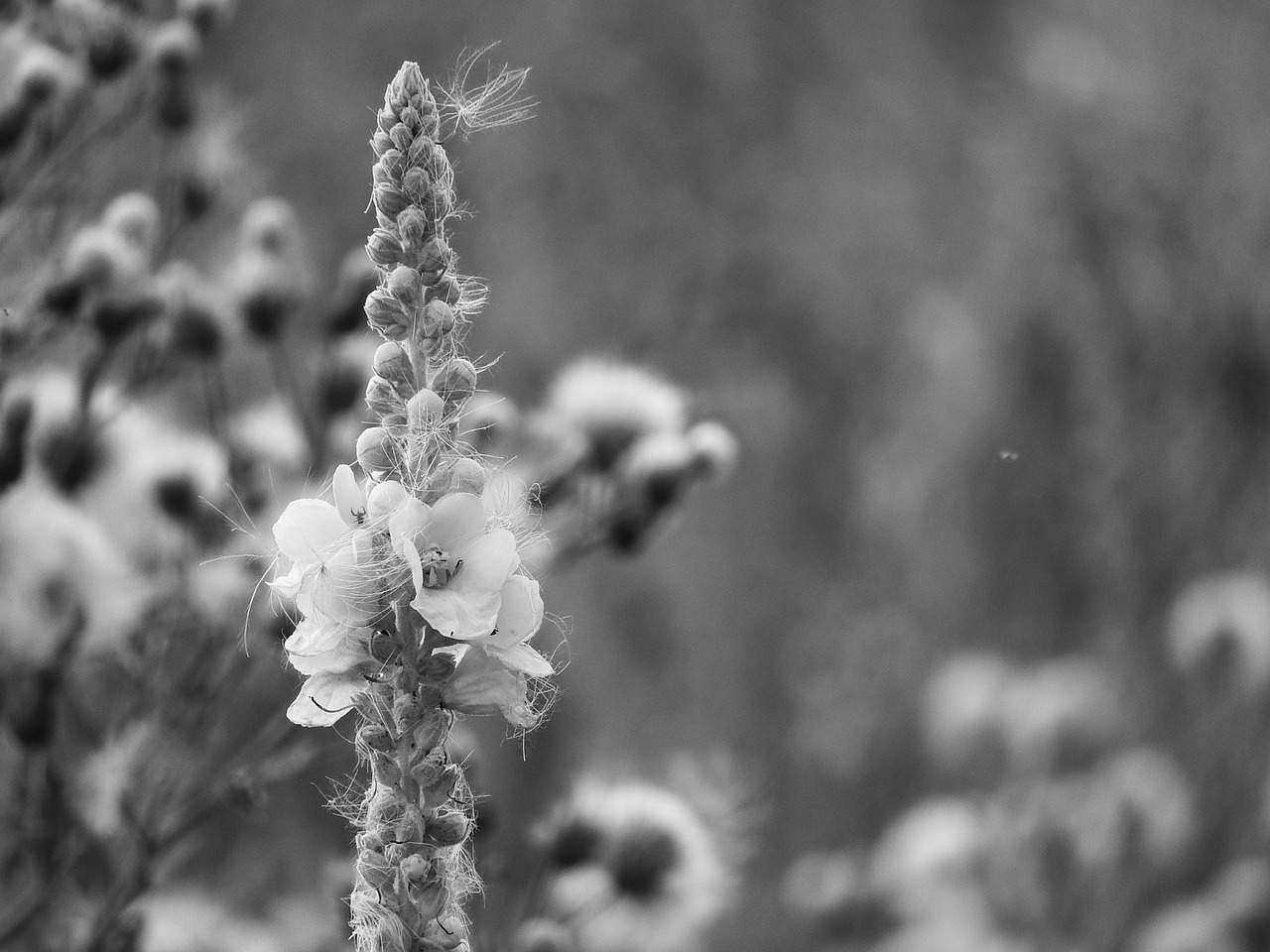 mullein flower verbascum free photo