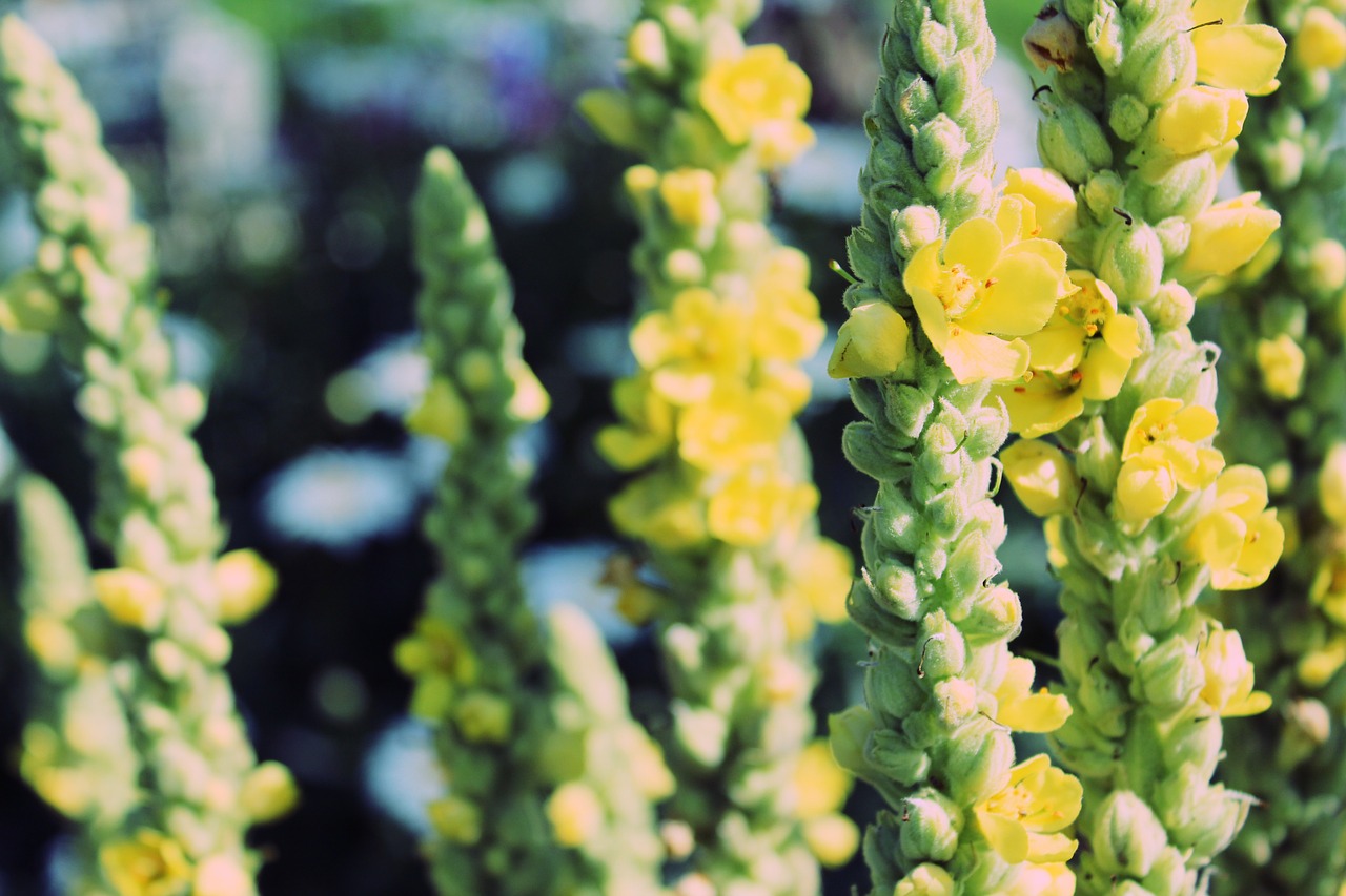 mulleins verbascum nature free photo