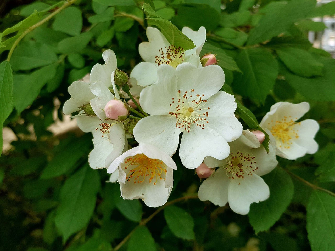 multiflora flower spring multiflora flower order free photo